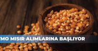 Ülkemizde mısır hasadı Ağustos ayı başında Adana ve Hatay’da lokal olarak başlamıştır. Ülke genelinde hasat oranı yaklaşık % 5 seviyelerindedir.

Hasat başlangıcından bugüne kadar piyasalar yakından izlenmiş ve piyasaların seyrine göre TMO politikaları oluşturulmuştur.

2025 yılı mısır üretimimizin geçen yıla göre %4,9 artışla 8,5 milyon ton olacağı tahmin edilmektedir.